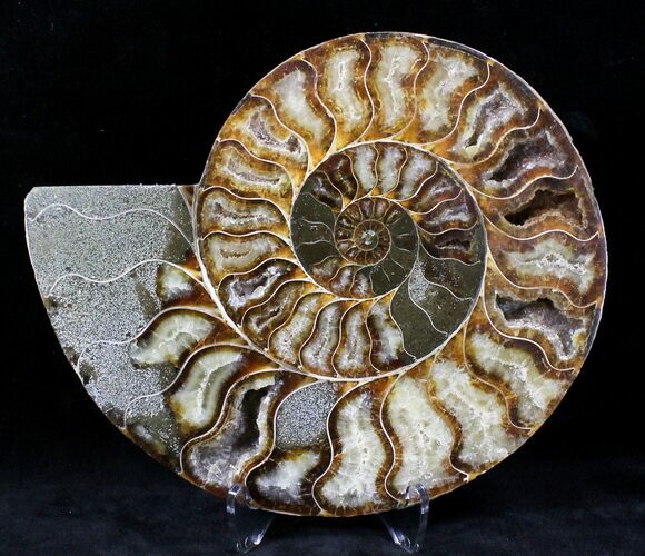 Cut Ammonite Fossil (Half) - Agatized #21205
